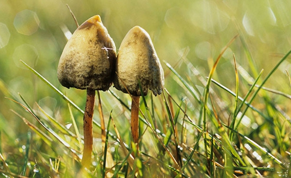 <br />
Изменение климата в Британии продлило сезон галлюциногенных грибов до Нового Года<br />
